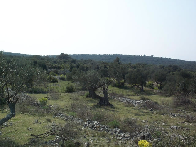 Ilovik 22