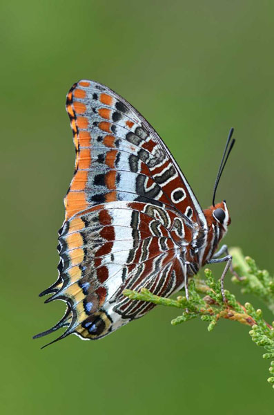 Natura 2