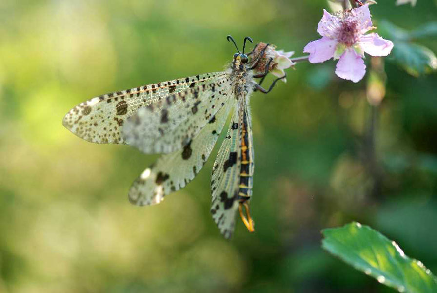 Natura 4