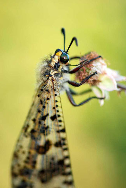 Natura 5
