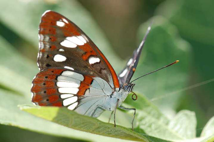 Natura 6