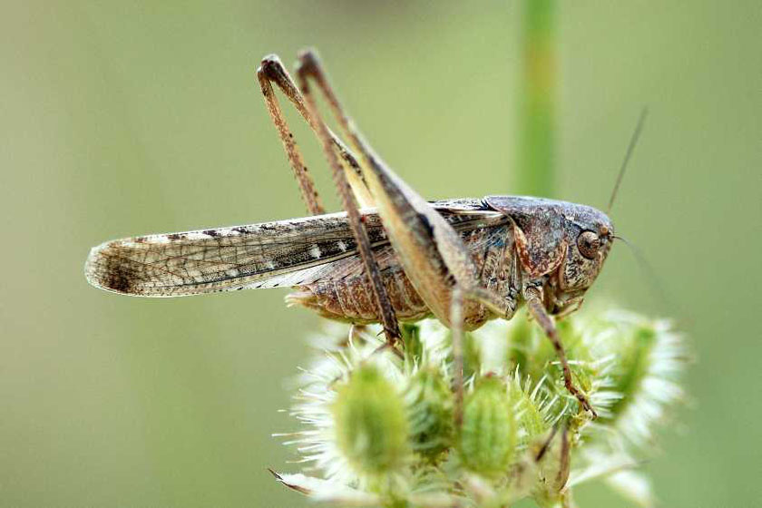Natura 8