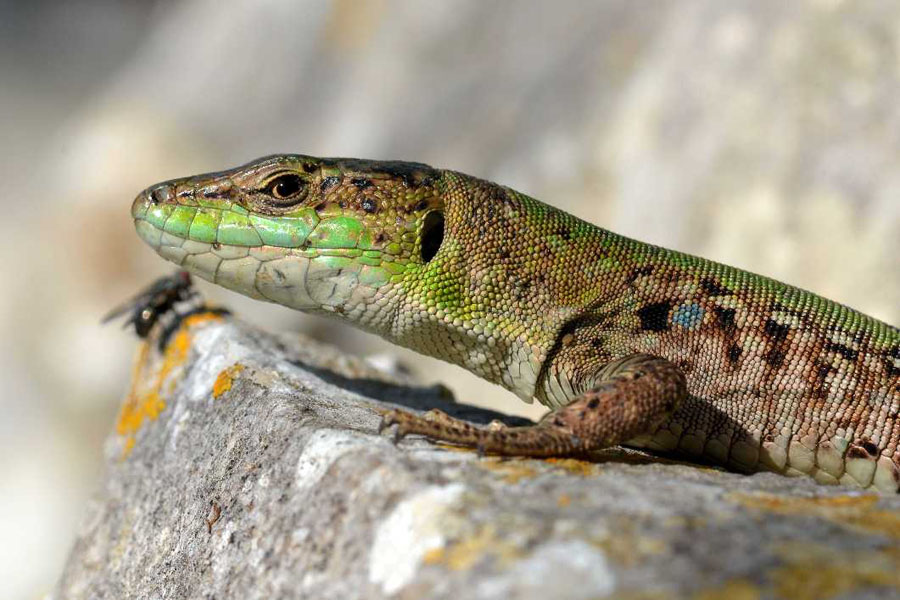 Natura 9