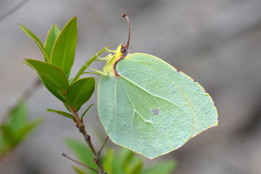 Natura 12