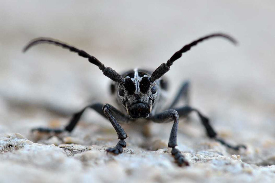 Natura 13