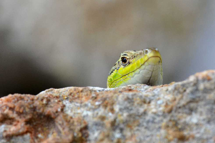 Natura 14