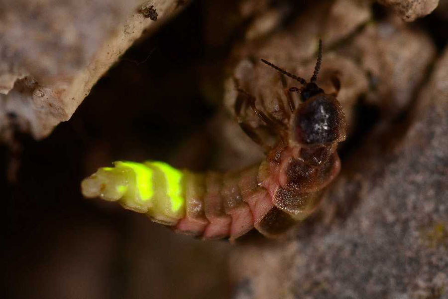 Natura 15