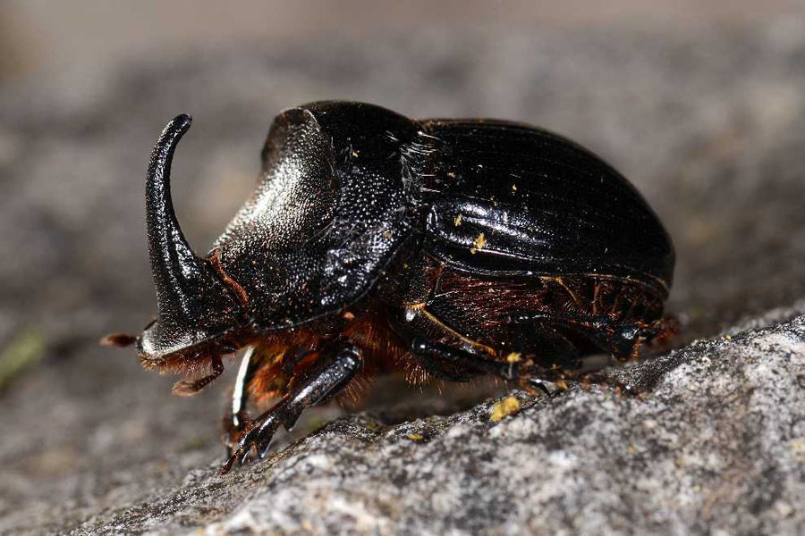 Natura 16