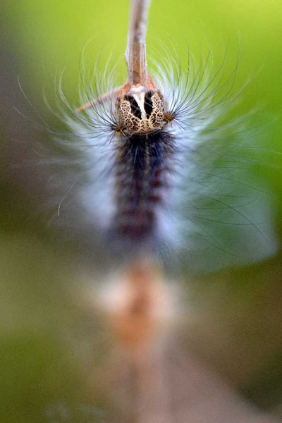 Natura 17
