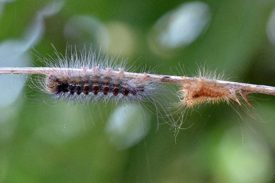Natura 18
