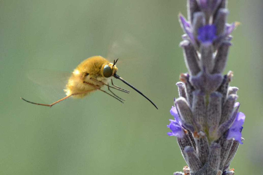 Natura 20