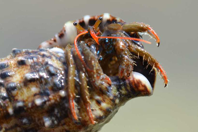 Natura 21