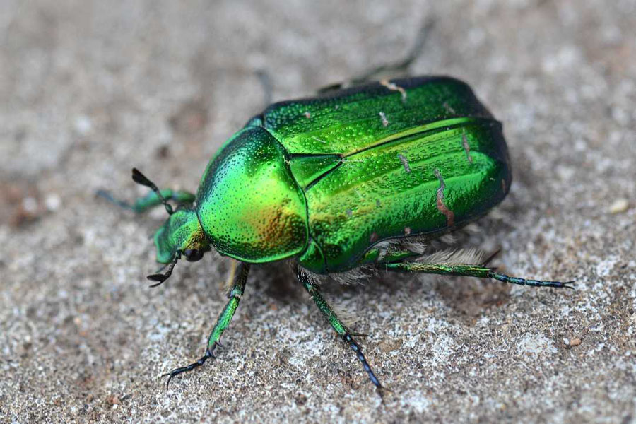 Natura 22