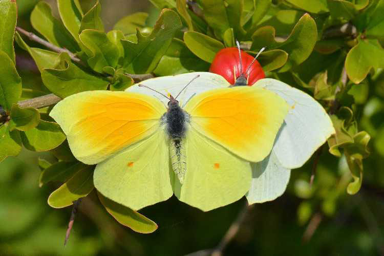 Natura 23