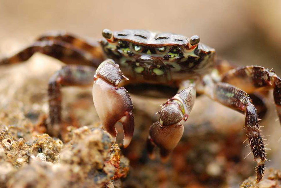 Natura 24