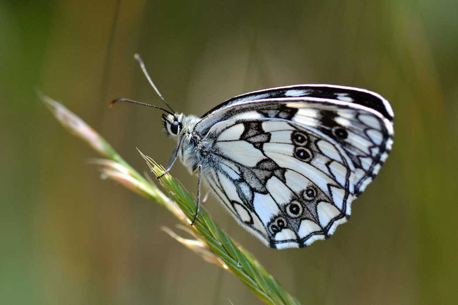 Natura 25