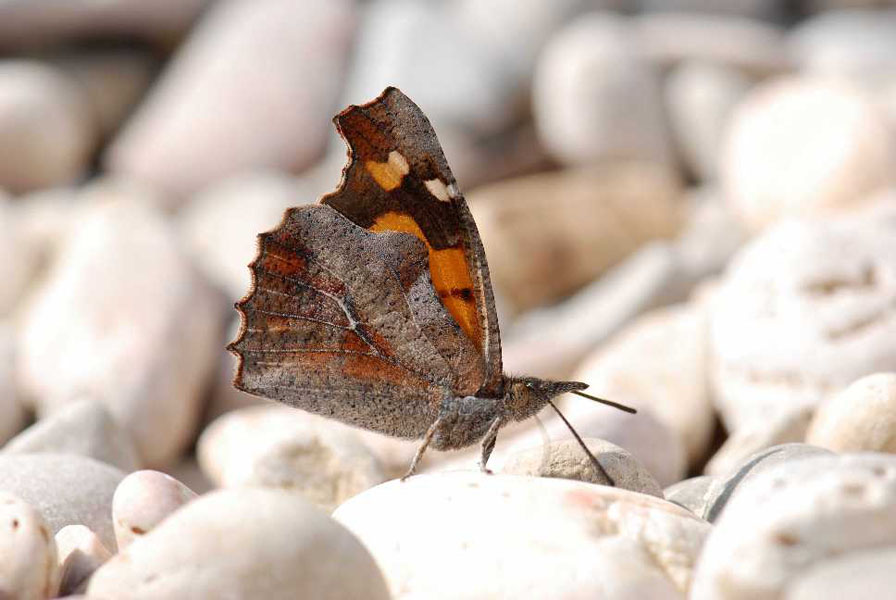 Natura 26