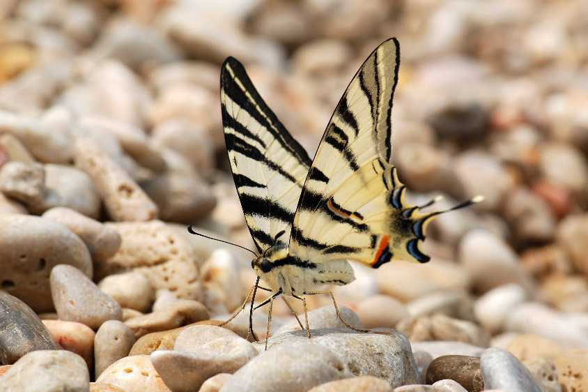 Natura 28