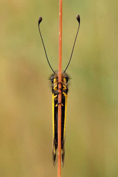 Natura 30