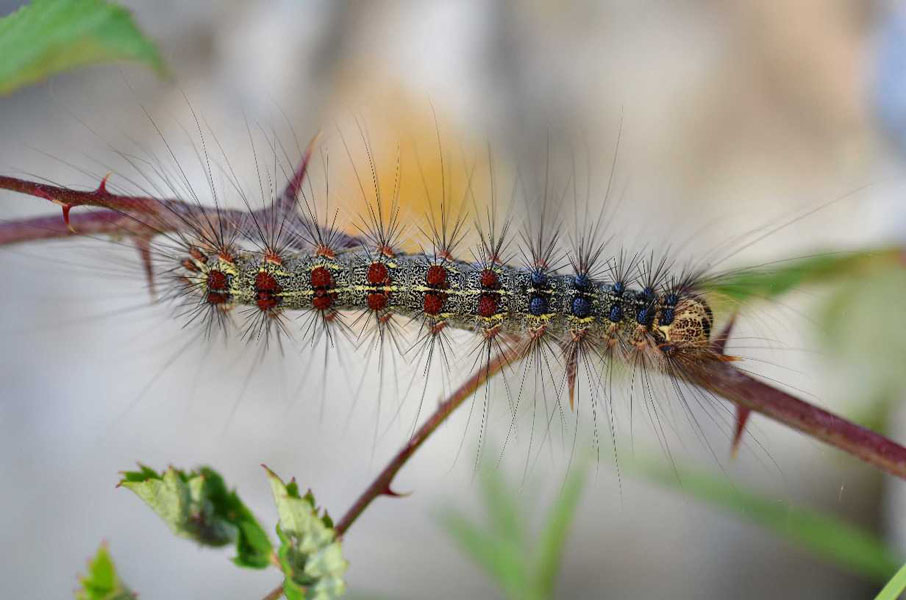 Natura 31