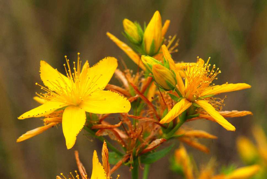 Natura 33