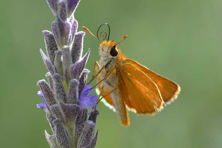 Natura 34