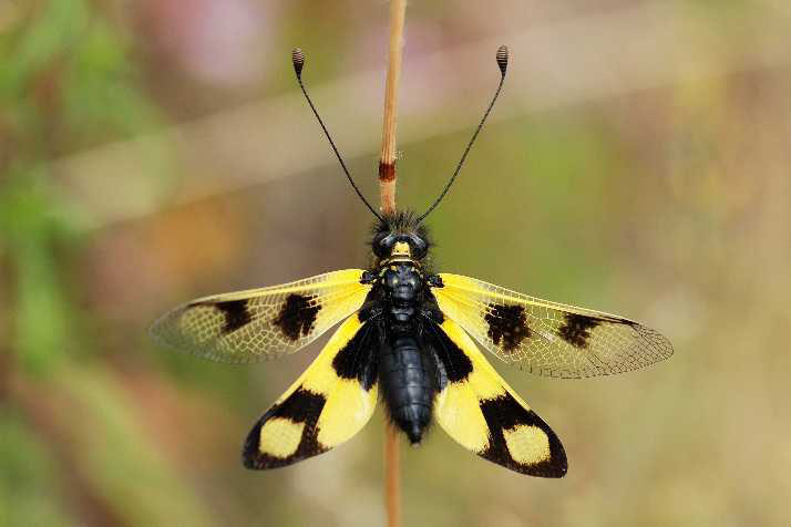 Natura 35