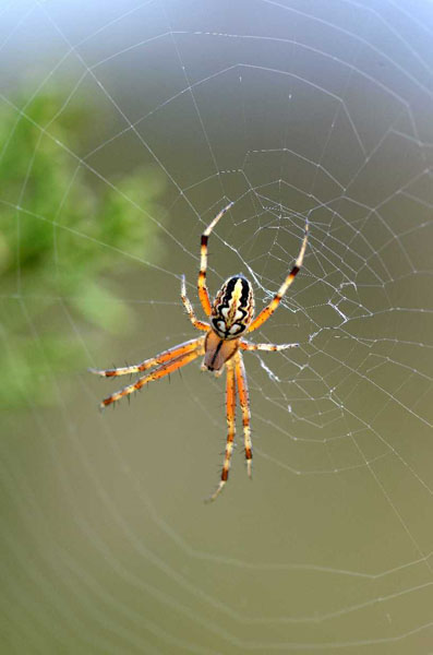 Natura 36